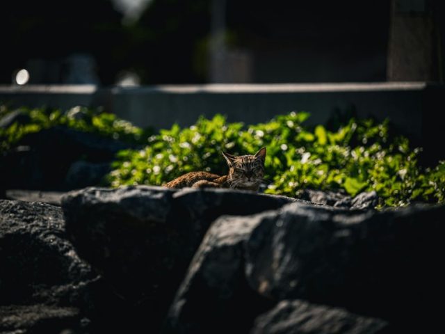 Lazy Loading Images: SEO Benefits and Best Practices